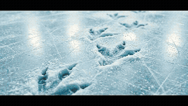 The Flying Video1